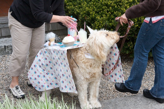 Tea Party Puppy Tea Party Puppy