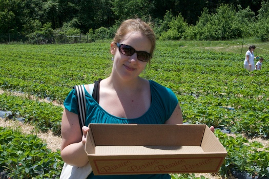 Picking Strawberries in a Gigantic Box Picking Strawberries in a Gigantic Box