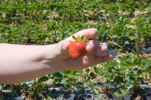 Shelburn Farm Strawberries Shelburn Farm Strawberries