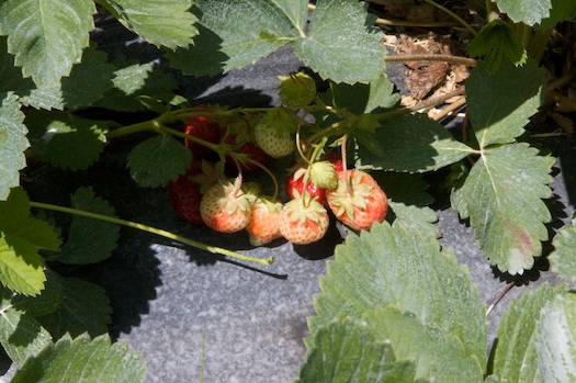Almost Ripe Almost Ripe