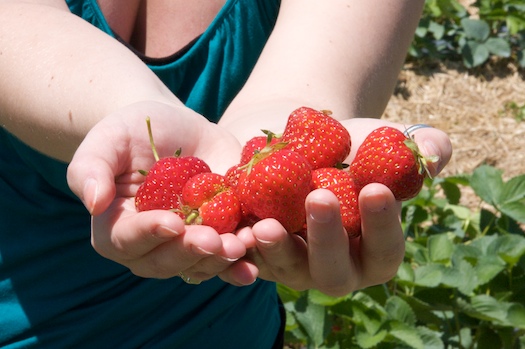 Beautiful Berries