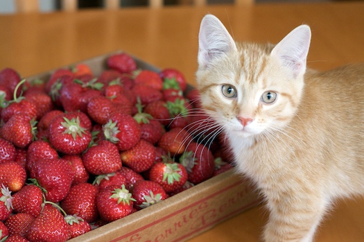 Watson and the Strawberries