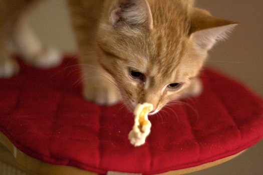 Cape Cod Popcorn