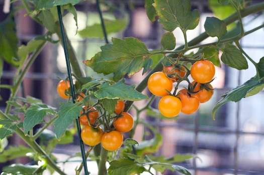 Tiny Orange Tomatoes — Erin Cooks